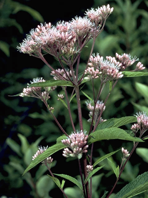 Sweet Joe Pye weed, great pollinator plant