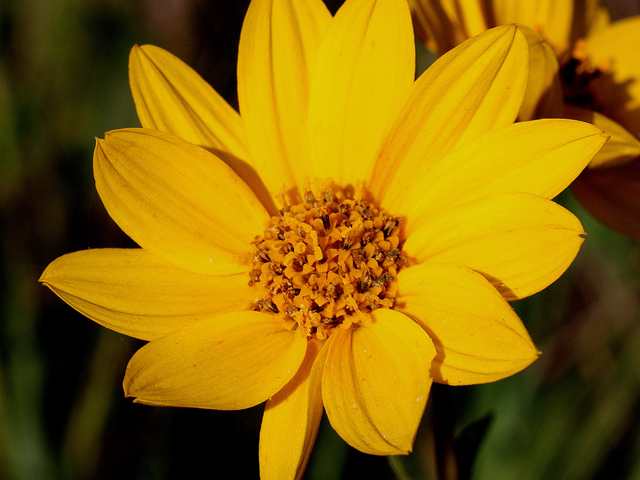 Western sunflower.  Sunflowers are an important part of pollinator gardens.