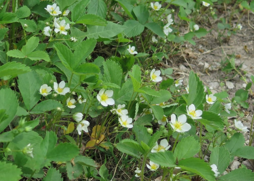 Wild strawberry, bright  white blossoms are so cheerful in early spring.
