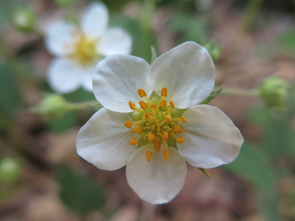 Spring beauty, Claytonia virginica