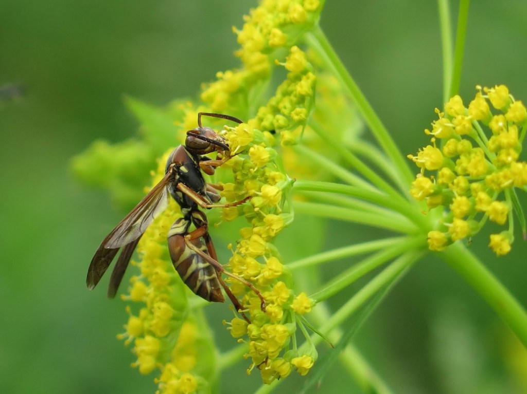 Golden alexanders, Zizia aurea visited by a wasp