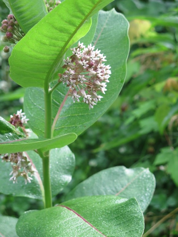 graceful milkweed plant