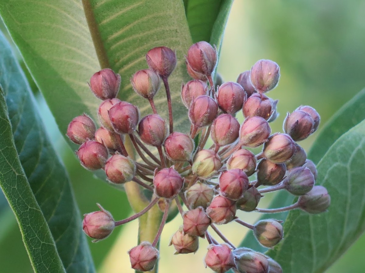 common milkweed flower buds