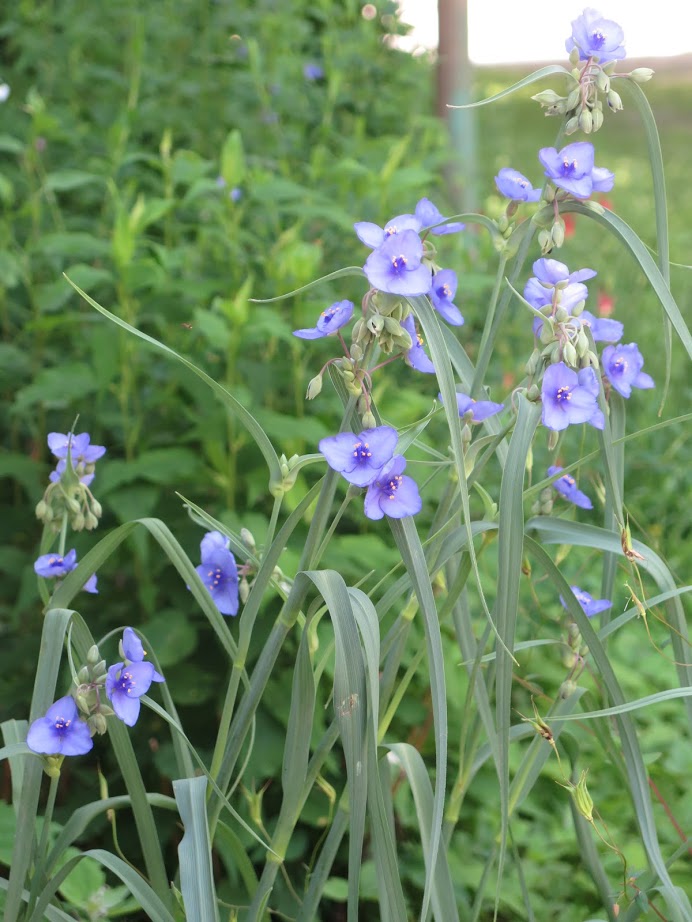 Ohio spiderwort's flowers and foliage