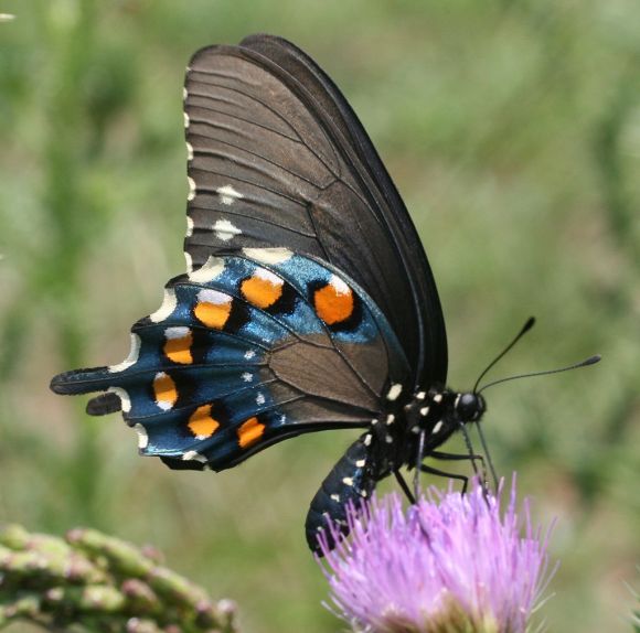 Triangular Swallowtail Mimicry and the Swallowtails – A Wild Garden Blog