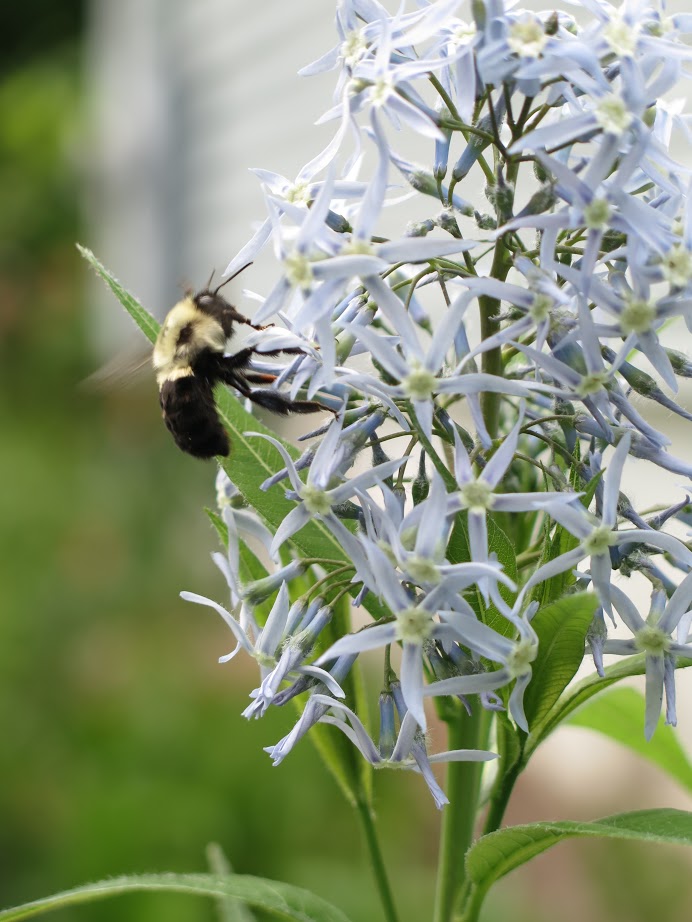 Shining bluestar, Amsonia spp. visited by a fuzzy bumblebee