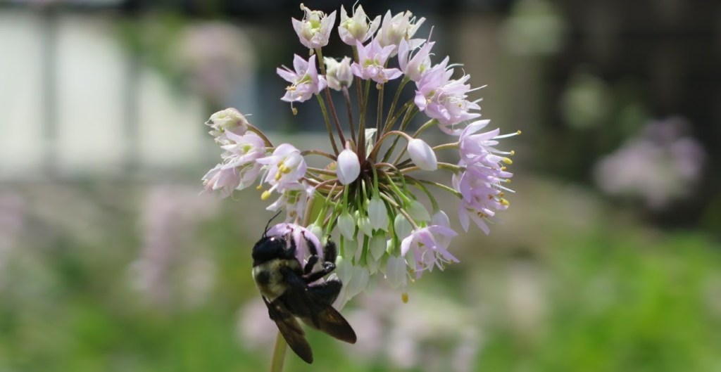 A bumblebee visits nodding onion flowers