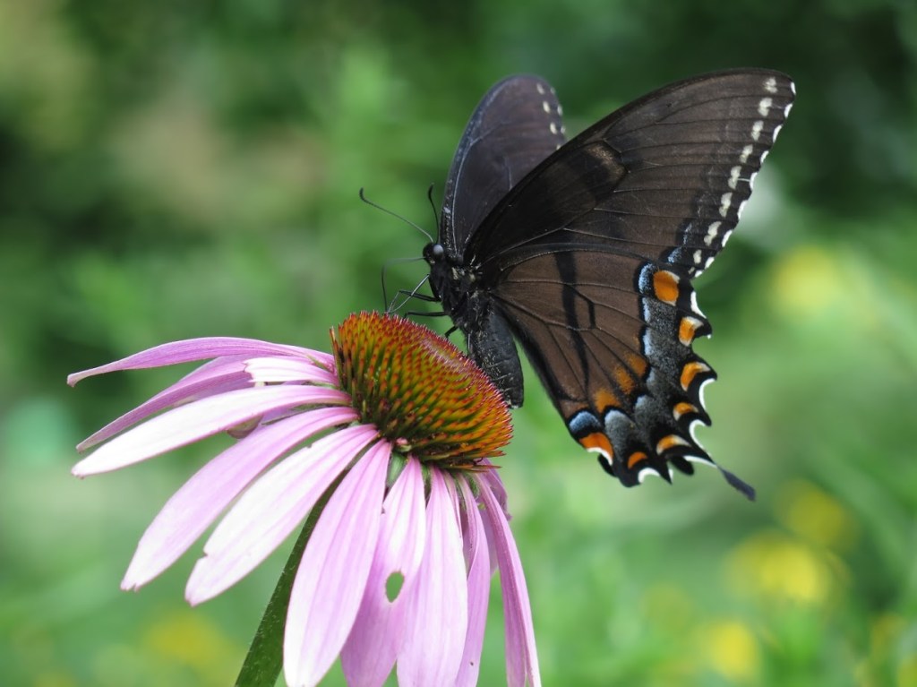 A female Eastern tiger swallowtail visits a purple coneflower
