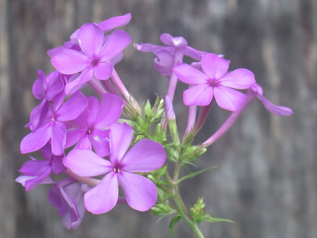 Garden phlox, Phlox paniculata, in bloom
