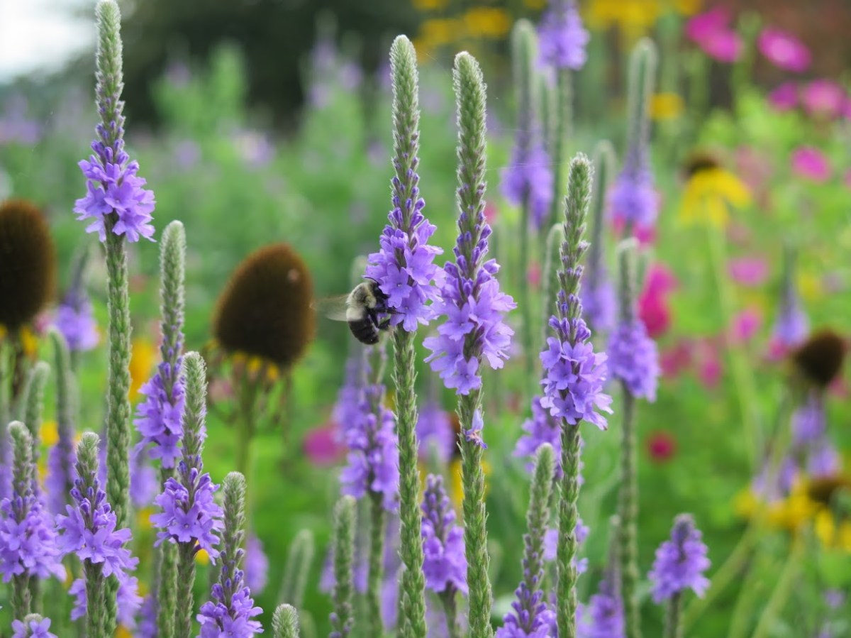 A bumblebee visits hoary vervain