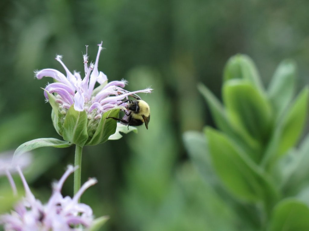 a bumblebee visits a Monarda fistulosa flower