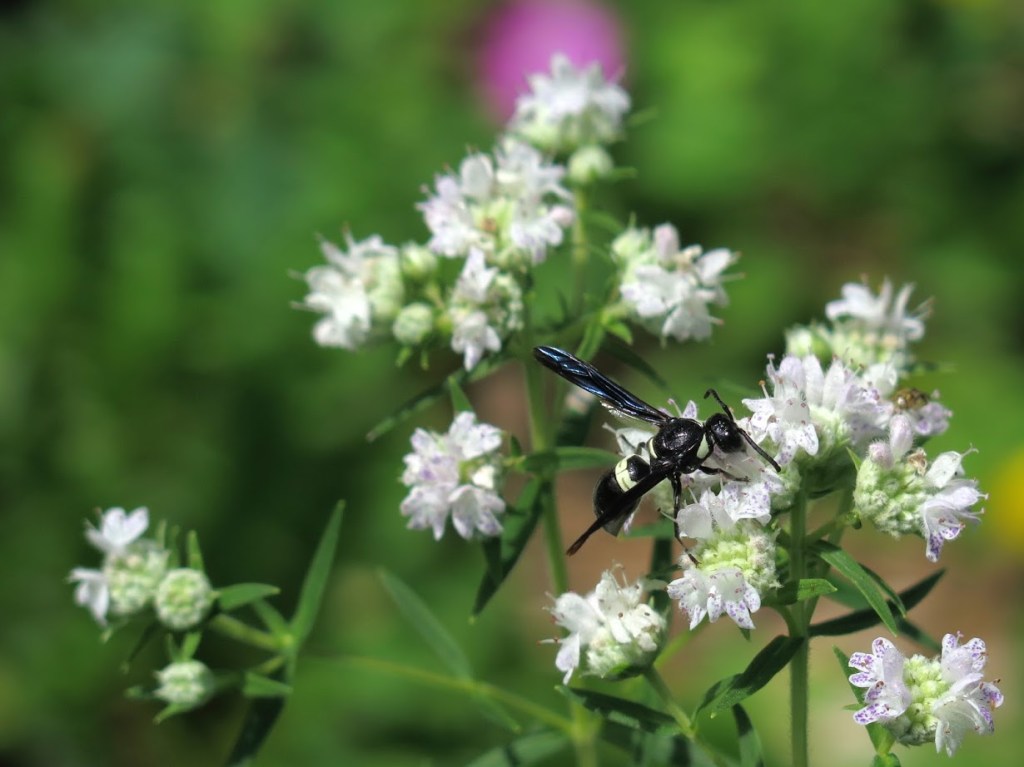 A wasp visiting mountain mint flowers