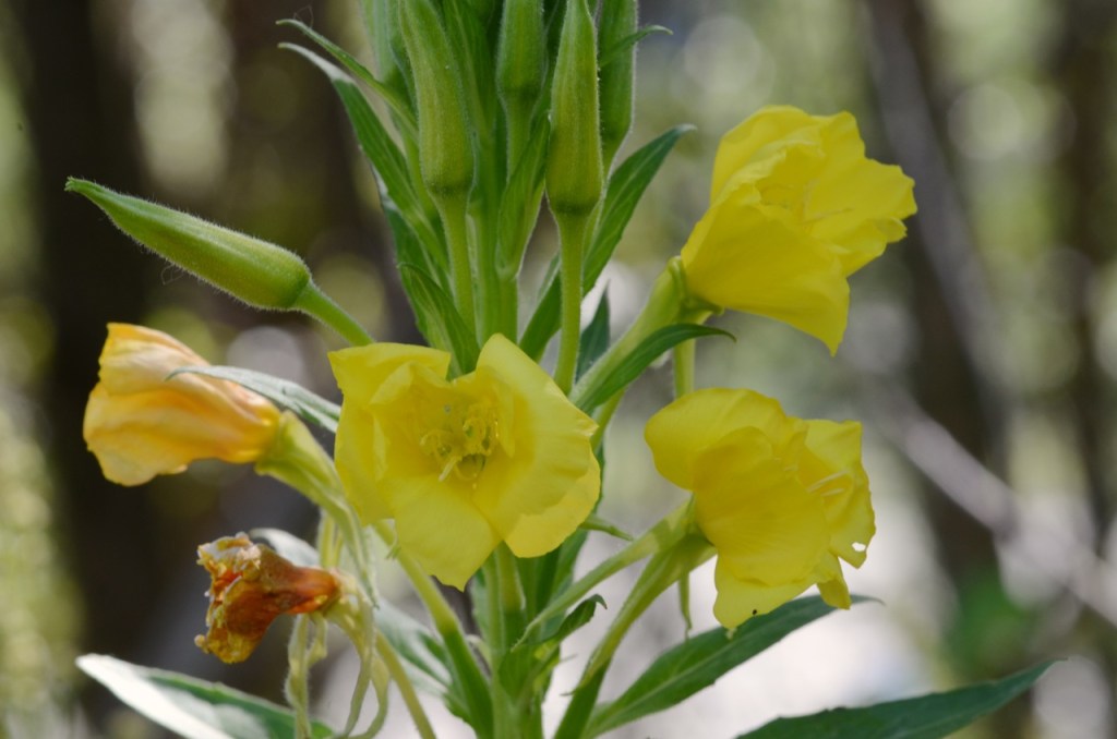 Evening primrose flowers
