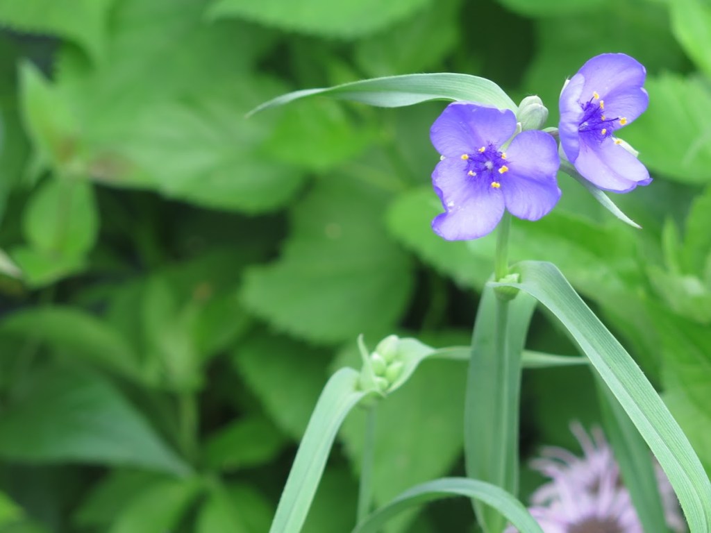 Ohio spiderwort flowers, Tradescantia ohiensis