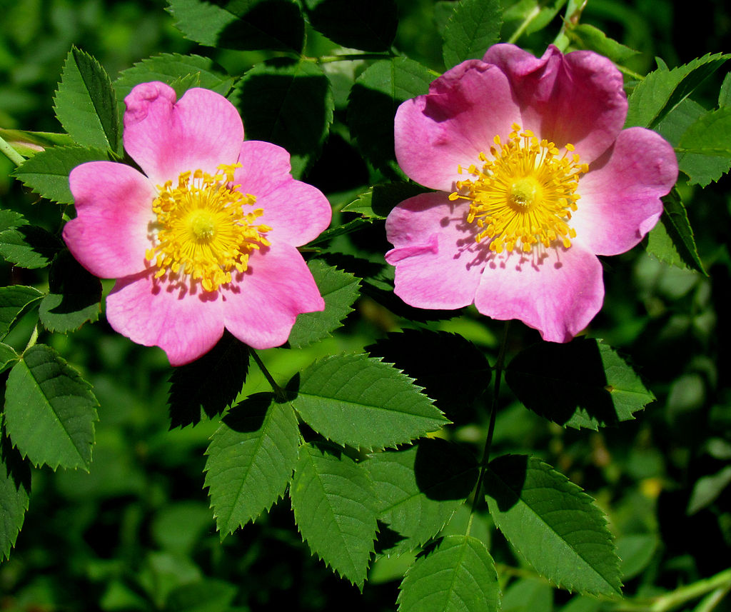 Carolina rose flowers, Rosa carolina