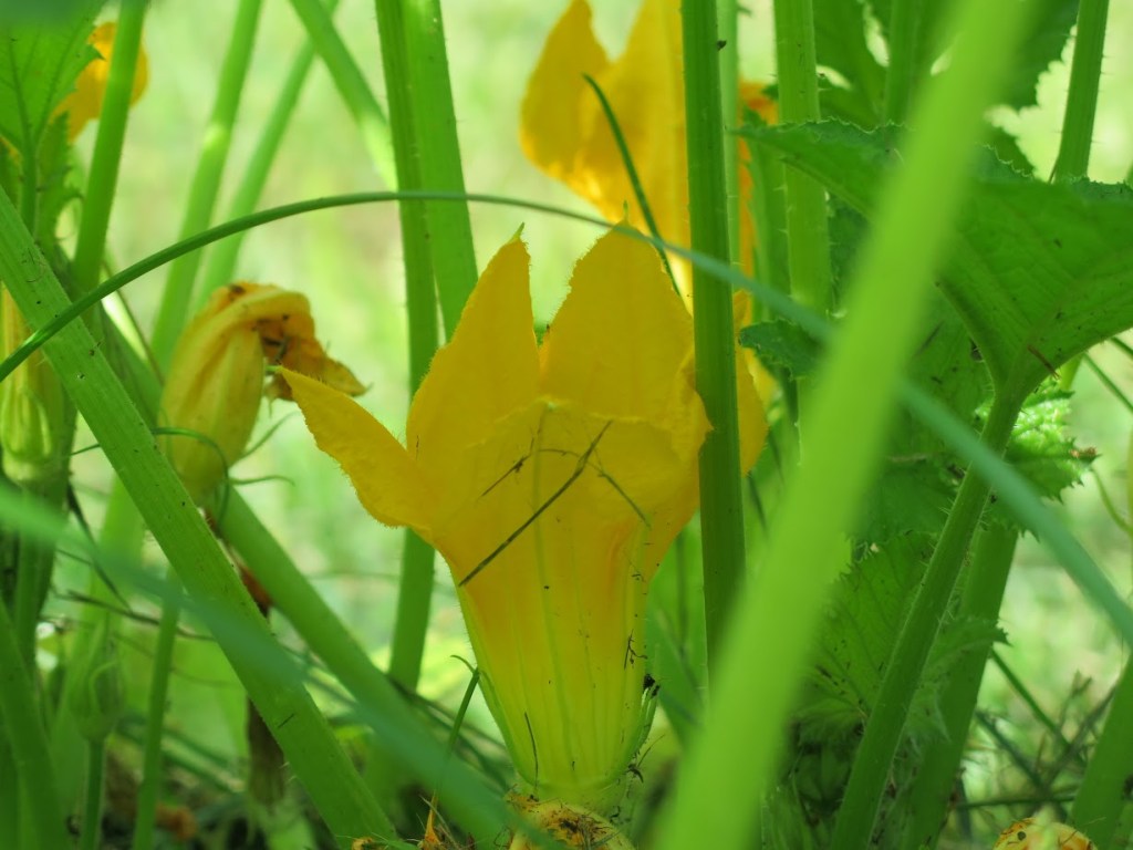Squash  flowers