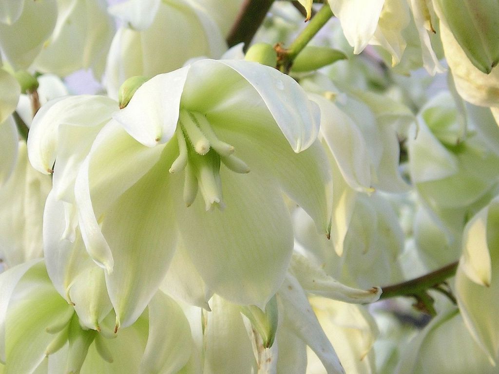 Yucca flowers