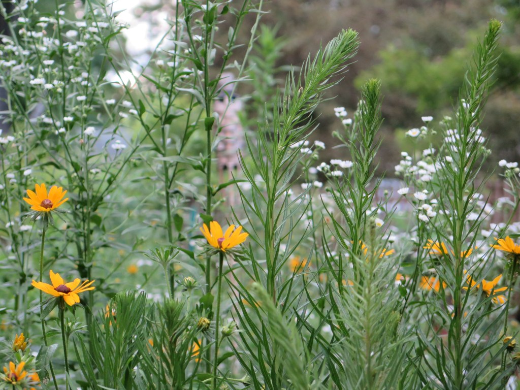 meadow blazing star has great foliage for the early summer garden