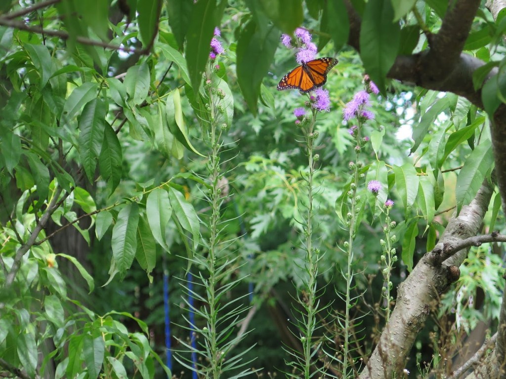 A monarch visits a meadow blazing star that is growing under and in the peach tree.