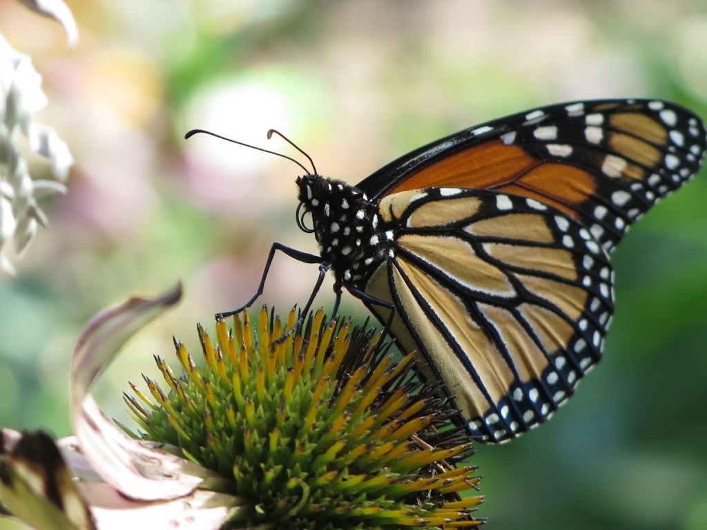 Monarchs have wonderful polka dots on their bodies.