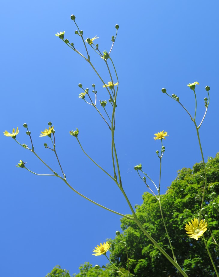 Prairie dock flowers with the sky.