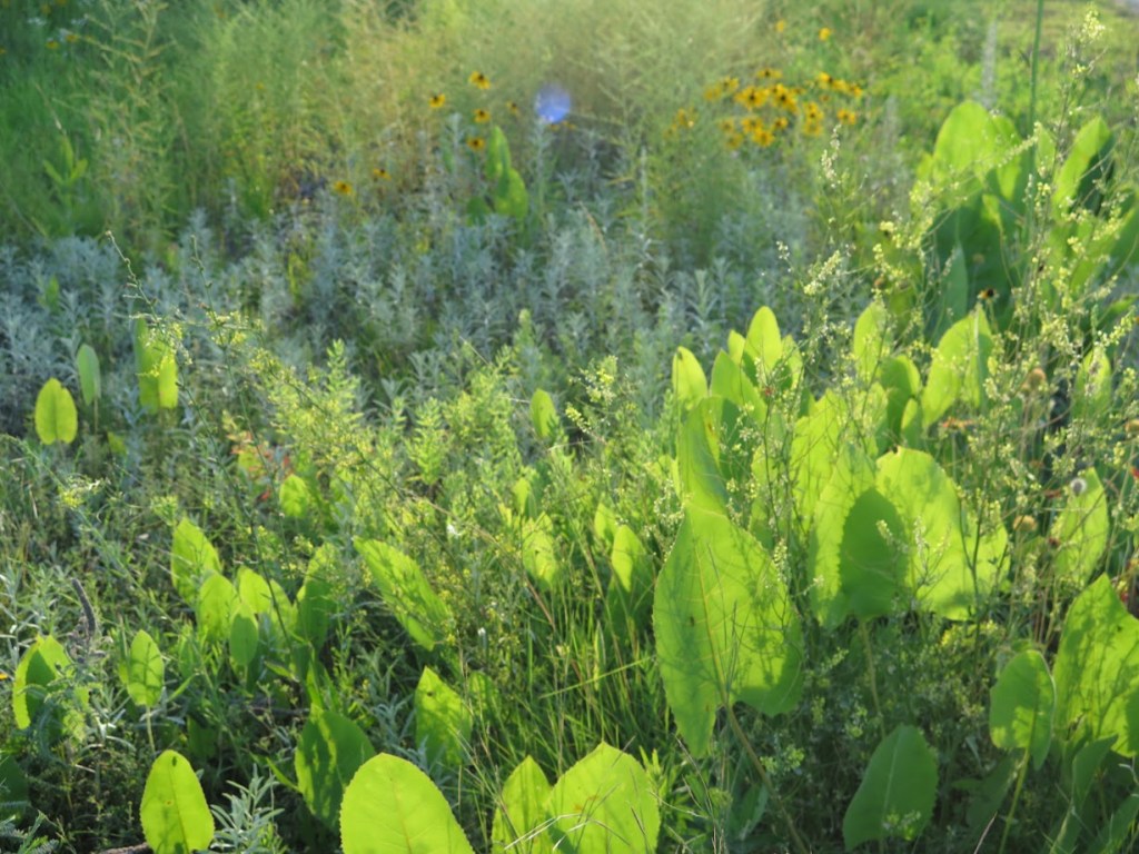 Prairie dock spreading a bit.