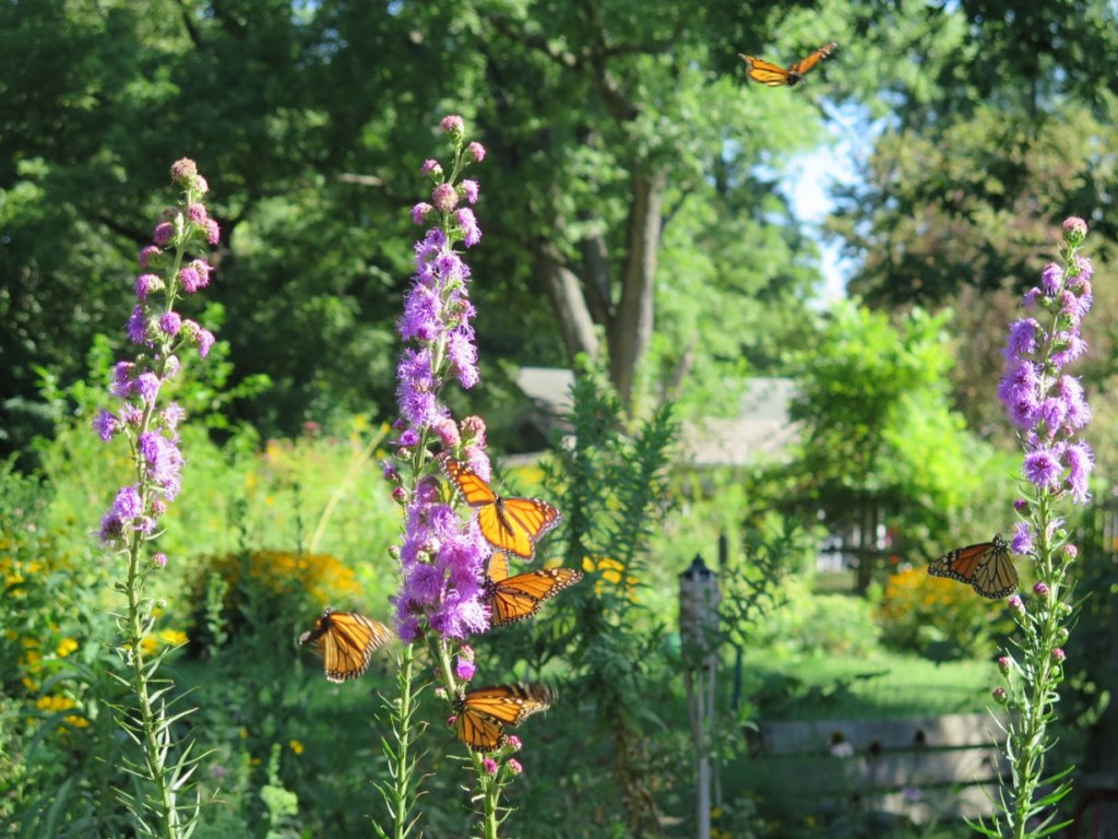 Monarchs on their favorite flower, meadow blazing star, Liatris ligulistylis