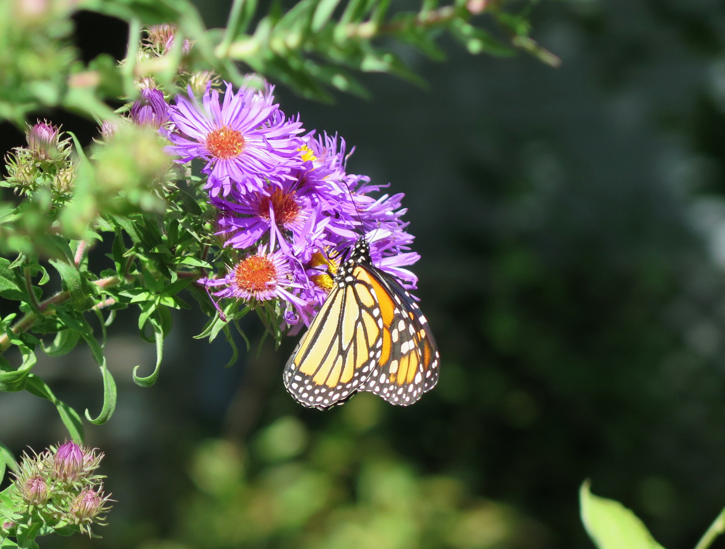A monarch visiting New England aster