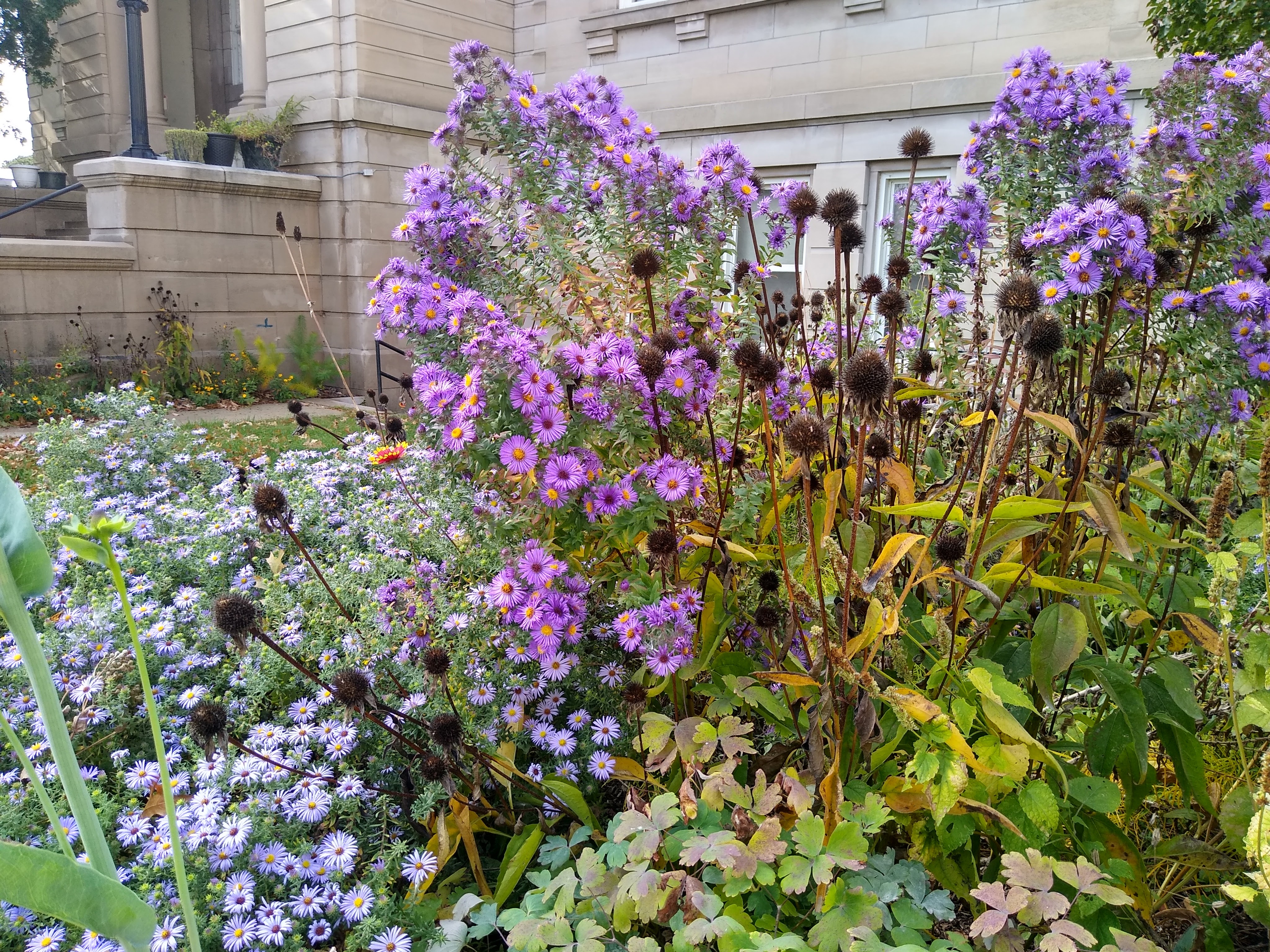 Un-pruned New England aster supported by aromatic aster and purple coneflowers.