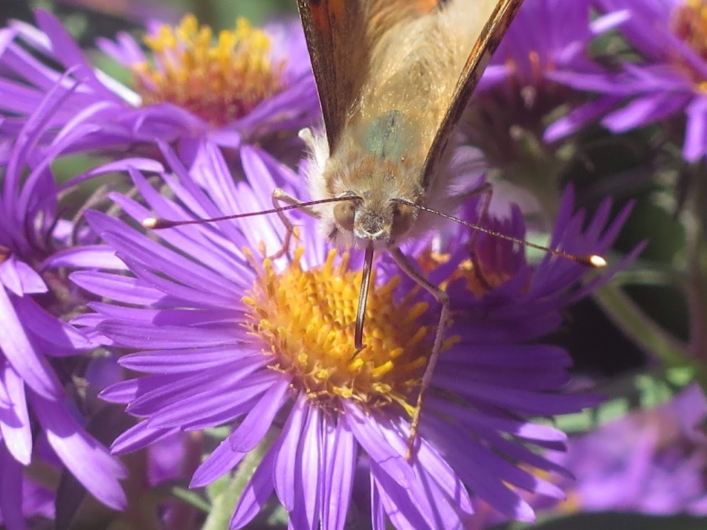 A painted lady butterfly visiting a New England aster flower.  Ray and disc flowers are open.