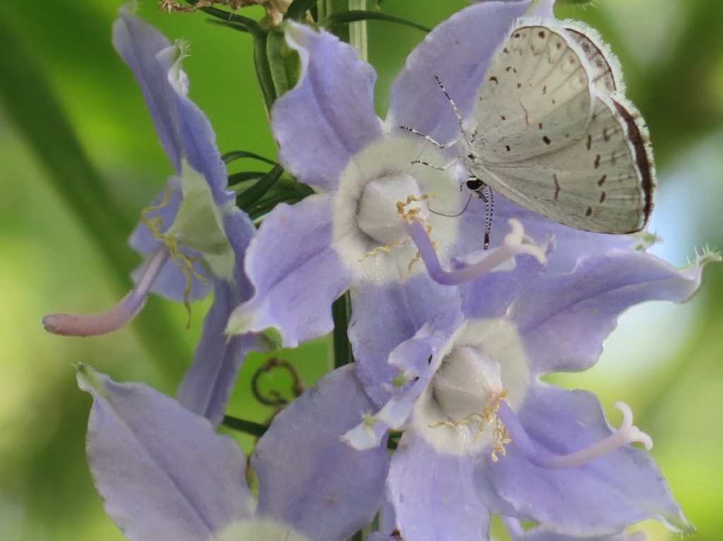 A summer azure butterfly resting on a tall bellflower