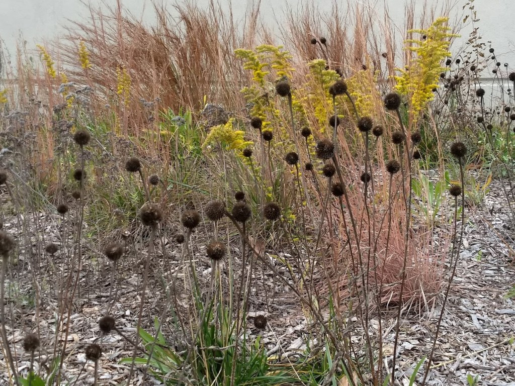 Dark dried tennessee coneflowers contrast the plants behind them.