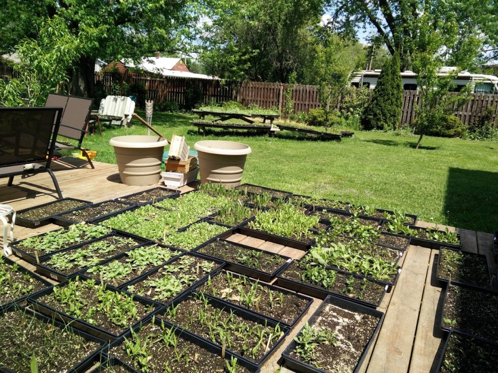 Trays of young plants