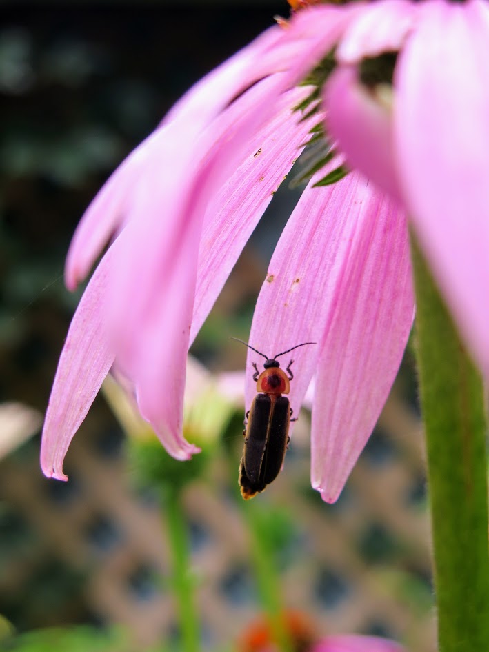 Firefly on a purple coneflower
