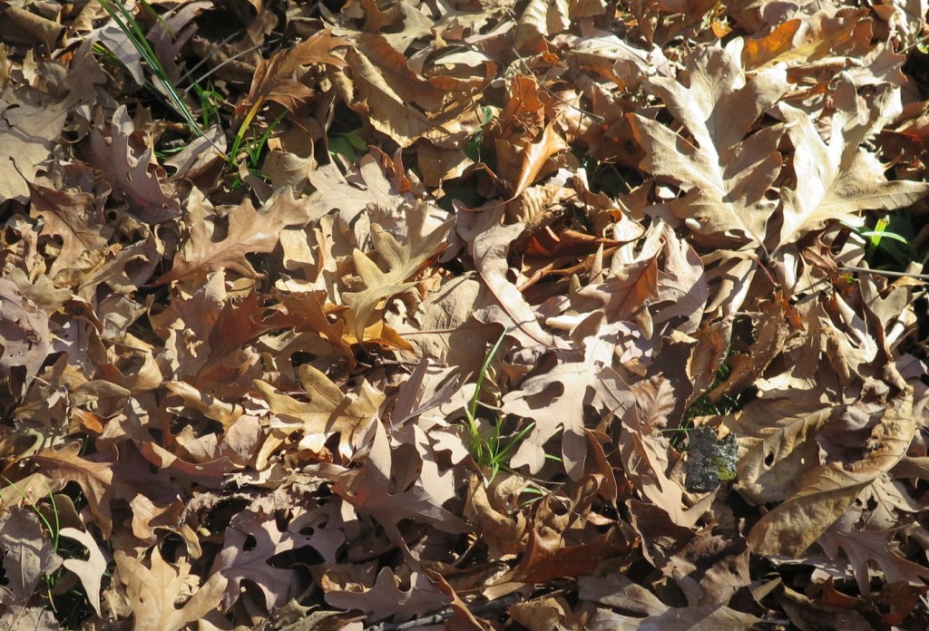White oak leaves on the ground