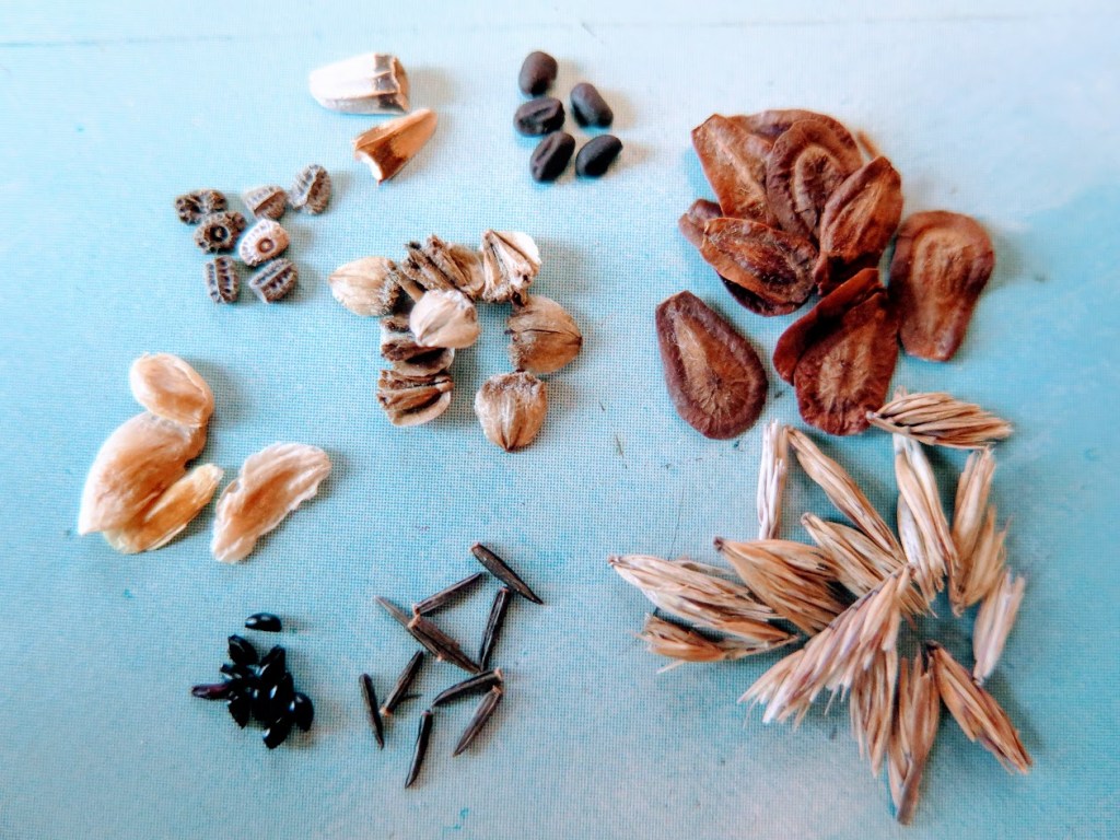 Some native flower seeds.